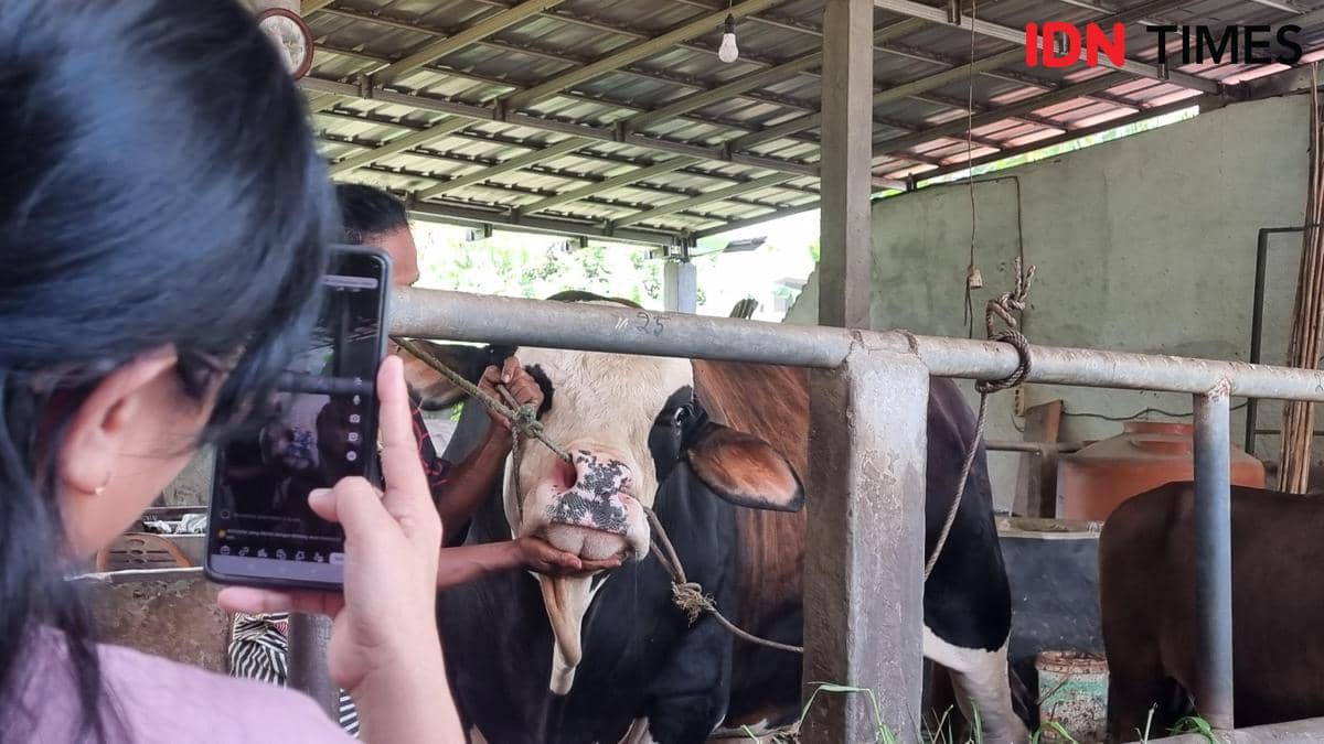Jangan Salah Pilih! Ini Ciri Hewan Kurban Layak Dibeli untuk Idul Adha