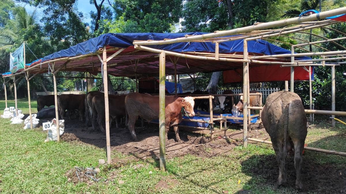 Sapi Kurban 1 Ton Presiden Prabowo Hasil Rawatan Peternak Bogor