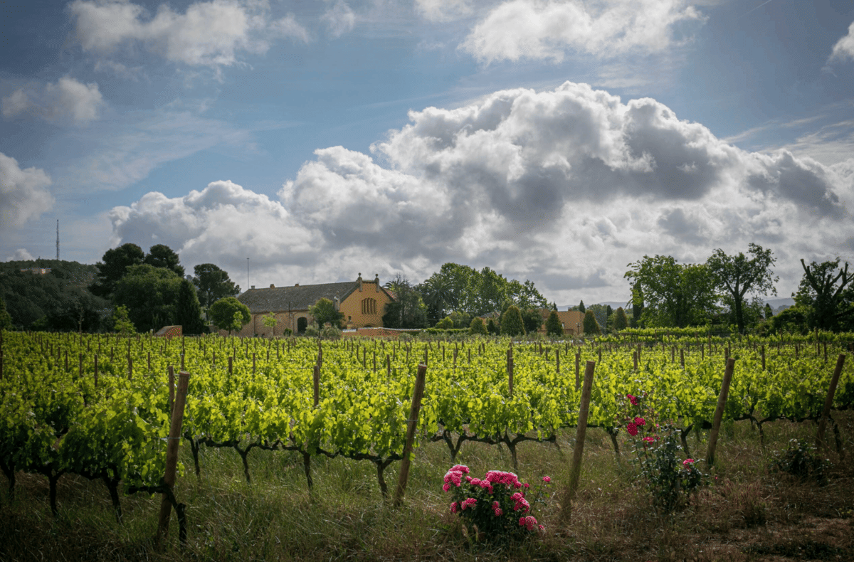 Familia Torres, Catalonia, Wine