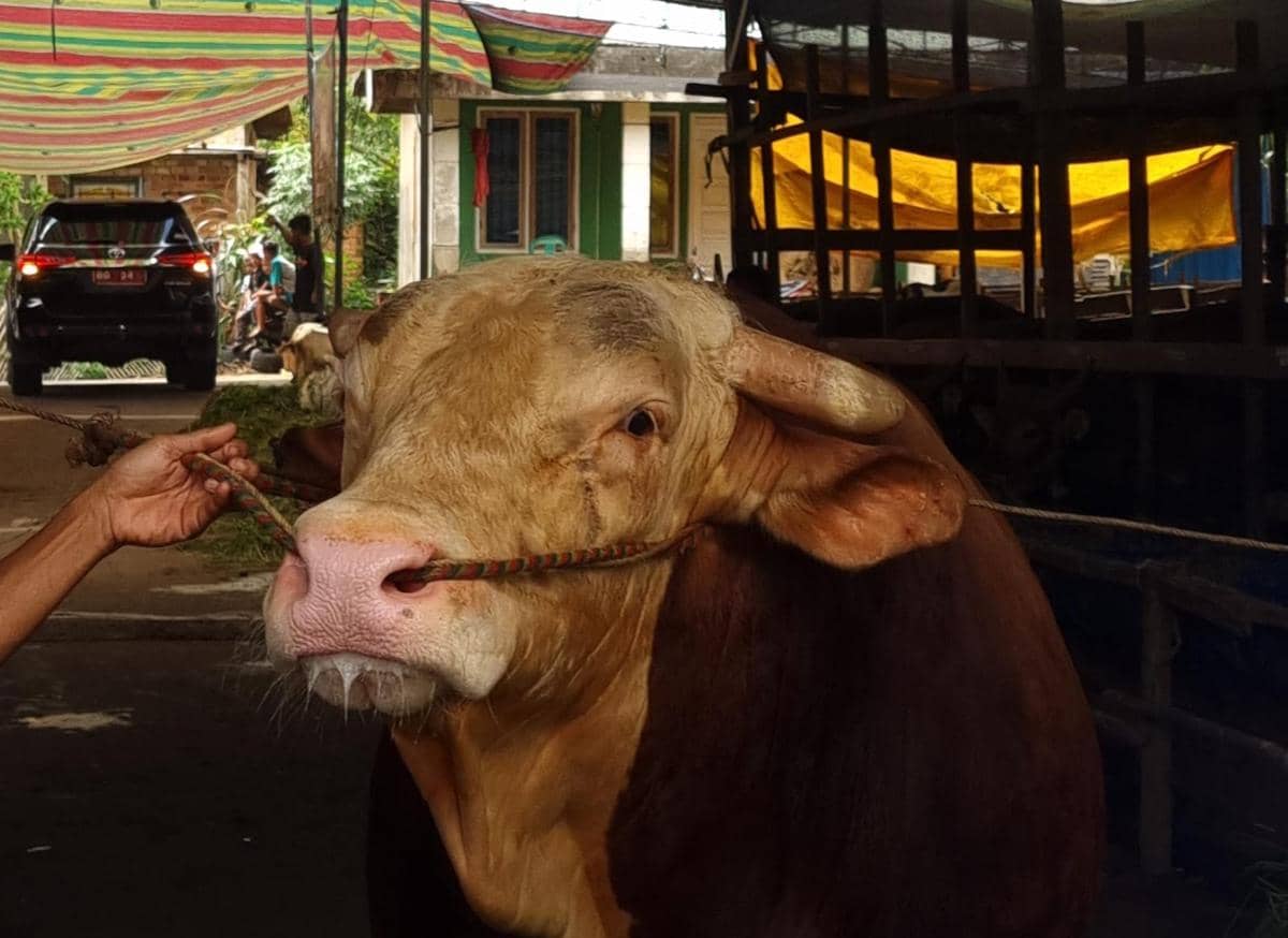 Kandang hewan kurban jelang hari raya Idul Adha di Palembang