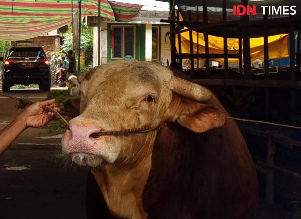 Presiden Prabowo Kurban 18 Ekor Sapi di Bumi Sriwijaya