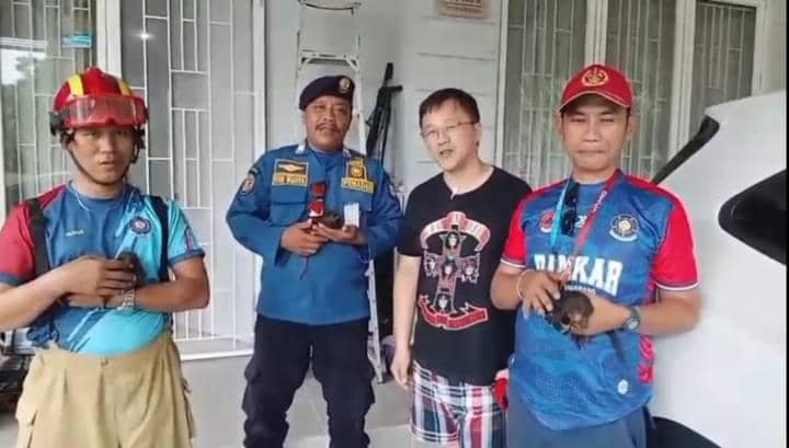 Damkar Evakuasi 4 Bayi Musang dari Loteng Rumah di Graha Raya