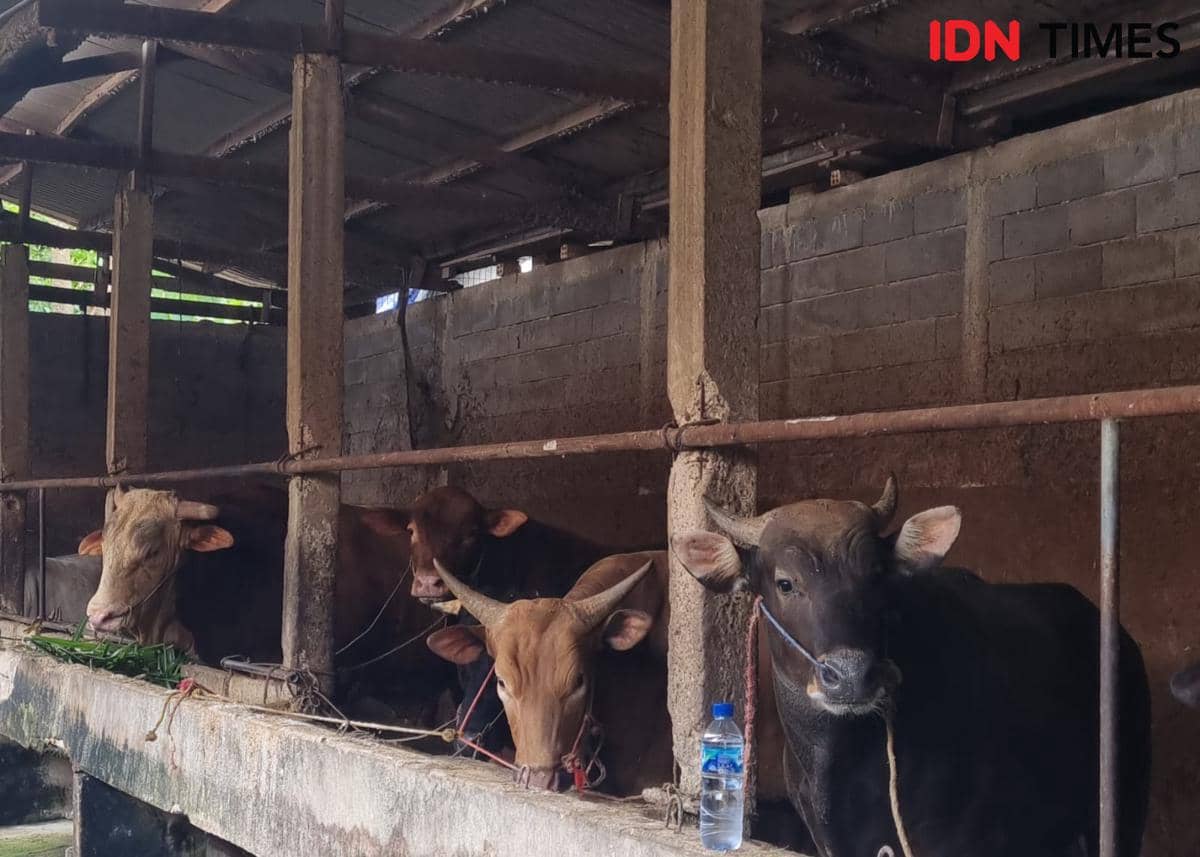 Kandang hewan kurban jelang hari raya Idul Adha di Palembang