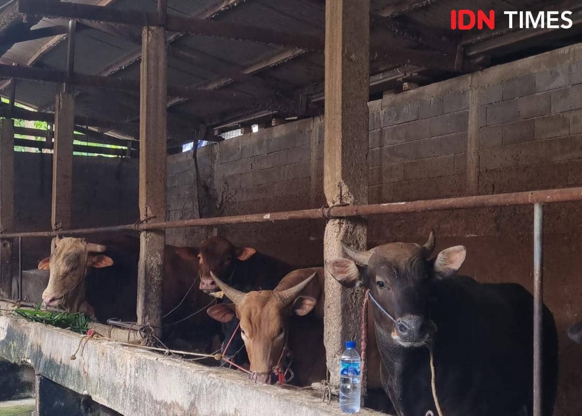 Sumsel Kejar Swasembada Daging, Lepas Ketergantungan Pasokan Luar Daerah