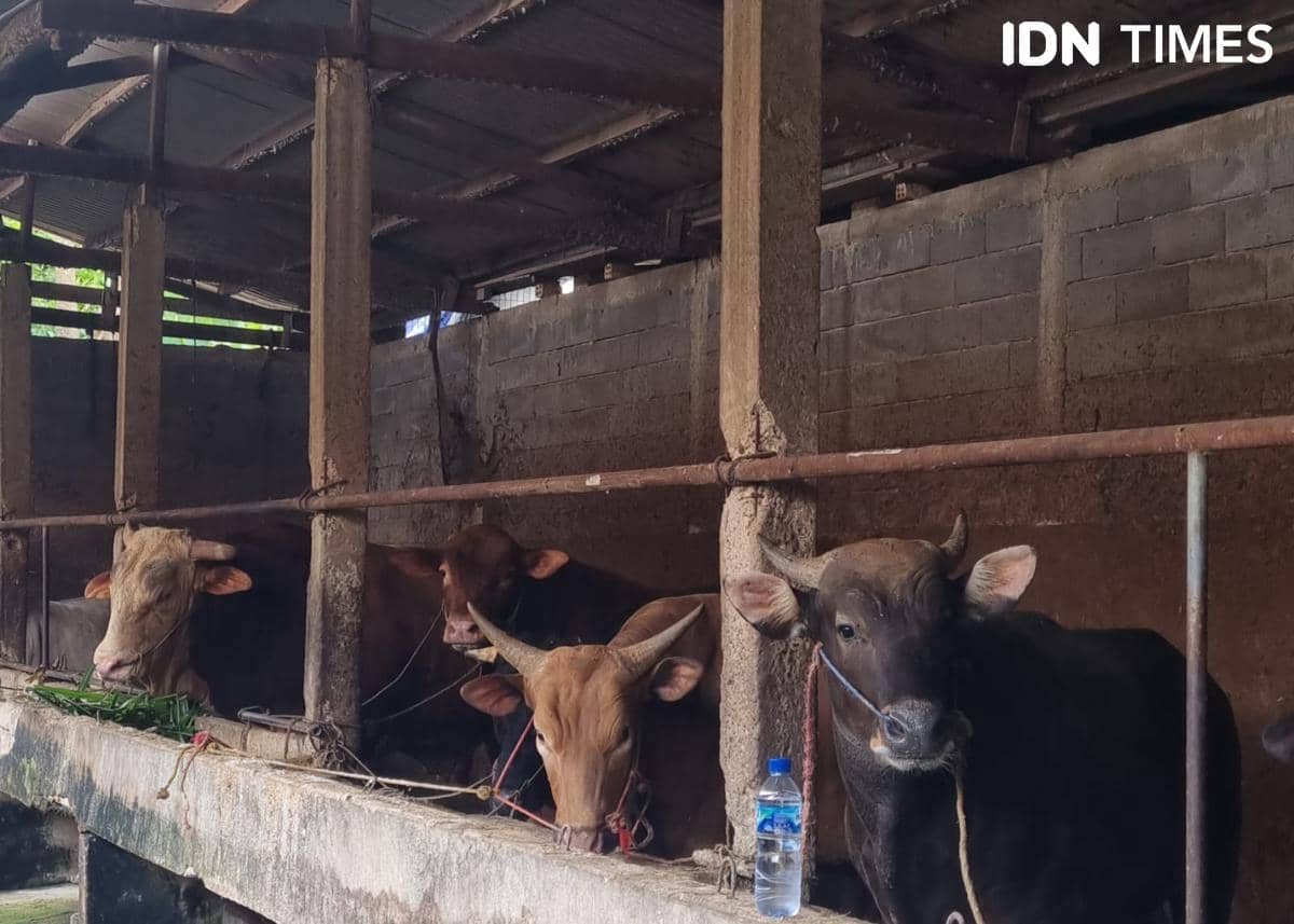 Kandang hewan kurban jelang hari raya Idul Adha di Palembang