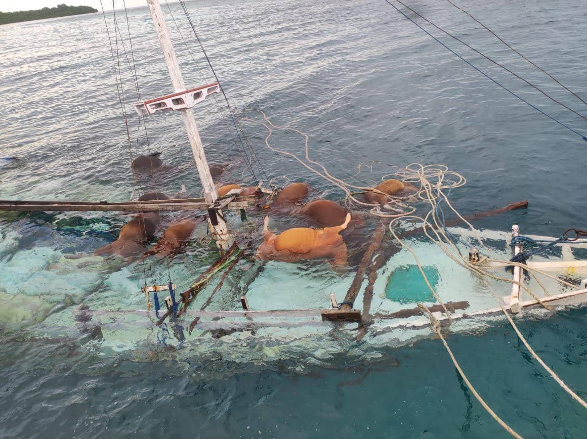Kapal Pengangkut Sapi Kurban Tenggelam di Selayar, 13 Ekor Sapi Mati
