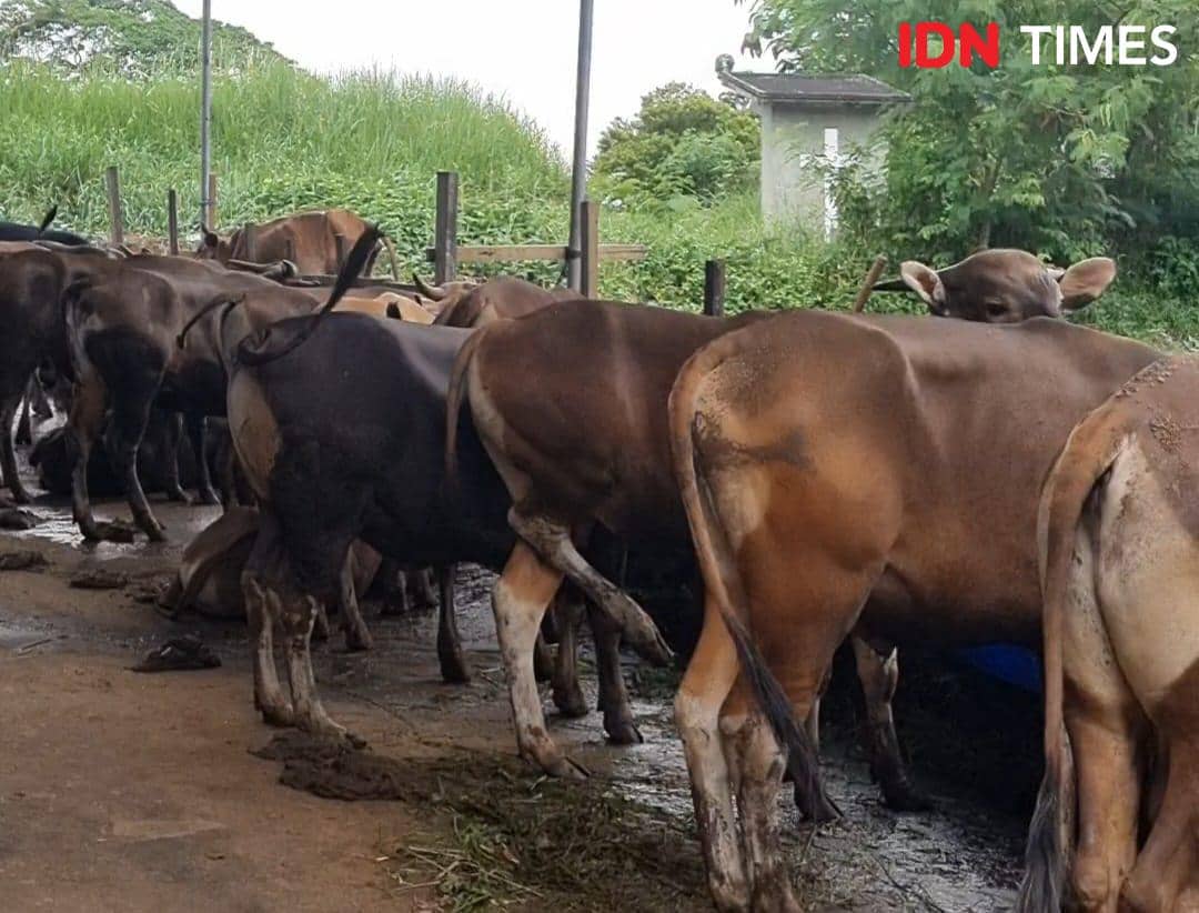 Kandang hewan kurban yang disiapkan menjelang perayaan hari raya Idul Adha berada di kawasan Palembang.