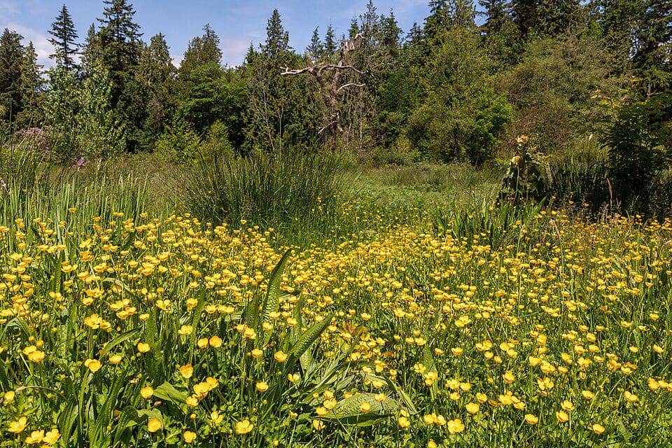 Stanley Park, Kanada