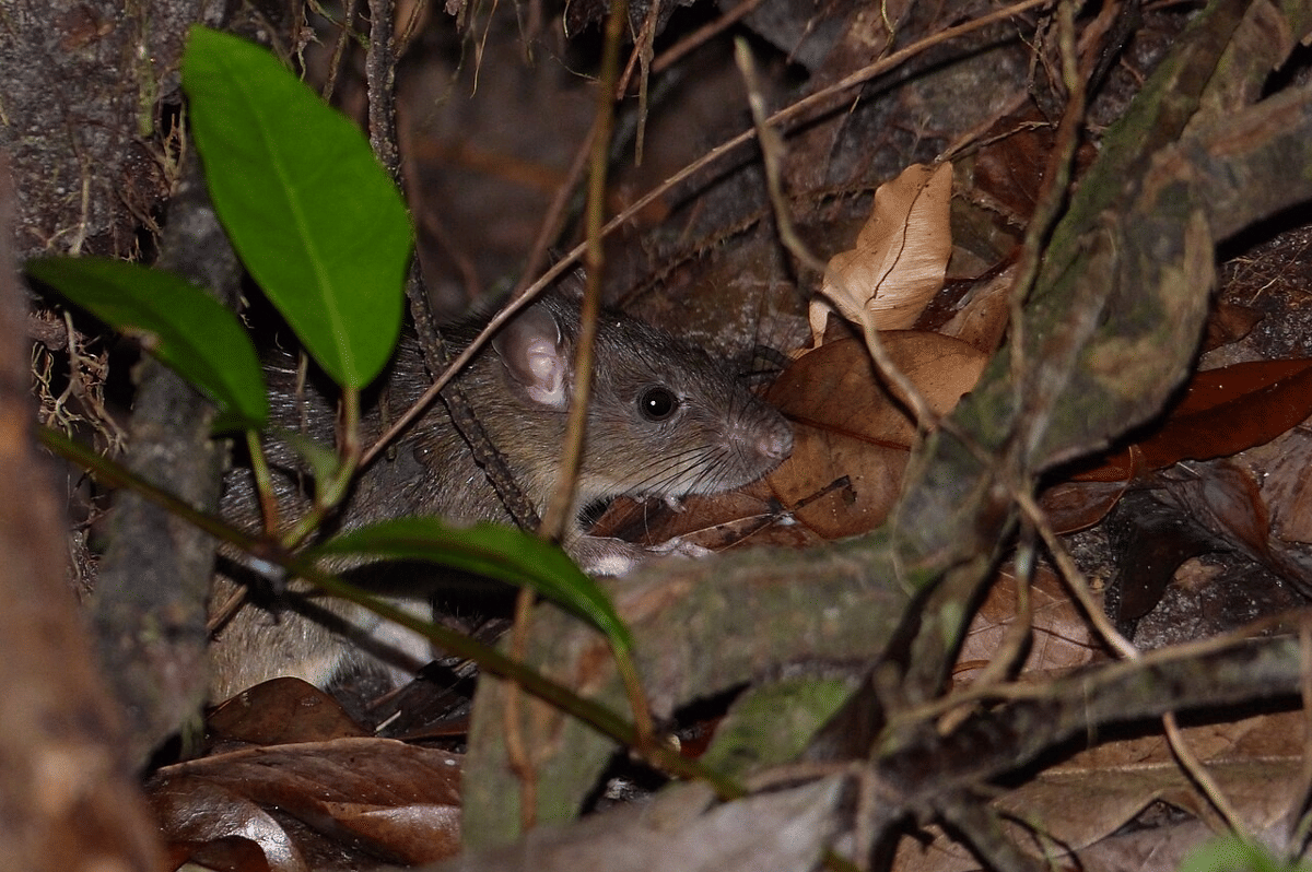 tikus rumah