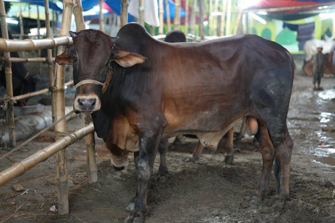 Makna Emosional di Balik Kurban Pertama bagi Pekerja Muda