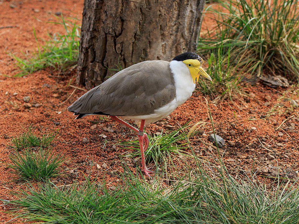 3 Jenis Burung Lapwing Bergelambir Kuning, Tanda Khas Unik pada Wajah
