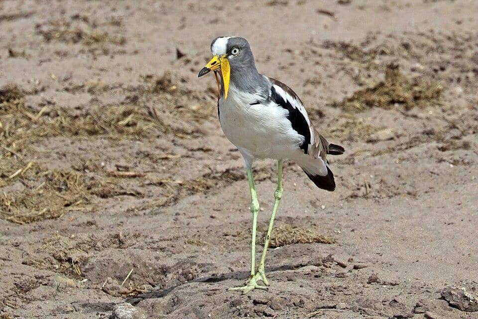 Vanellus albiceps