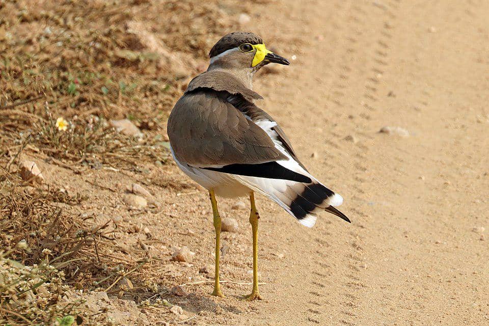 Vanellus malabaricus