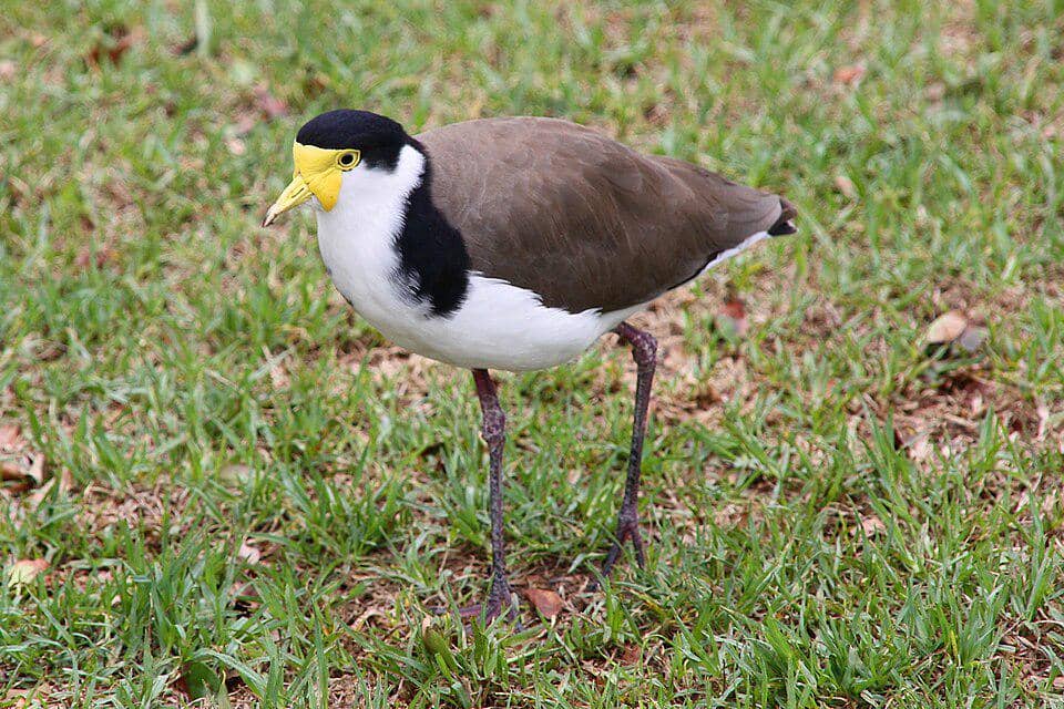 Vanellus miles