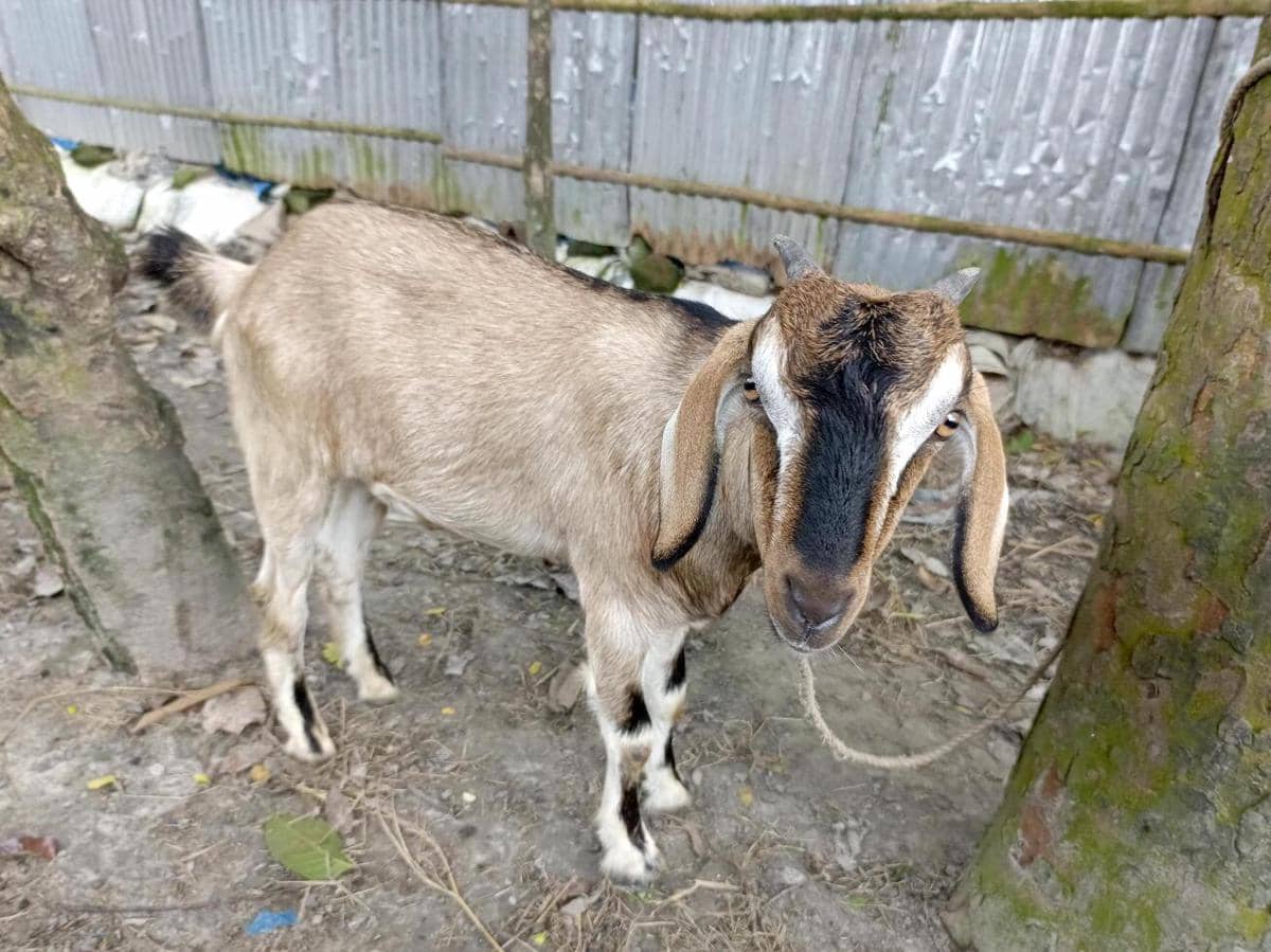 ilustrasi kambing kurban