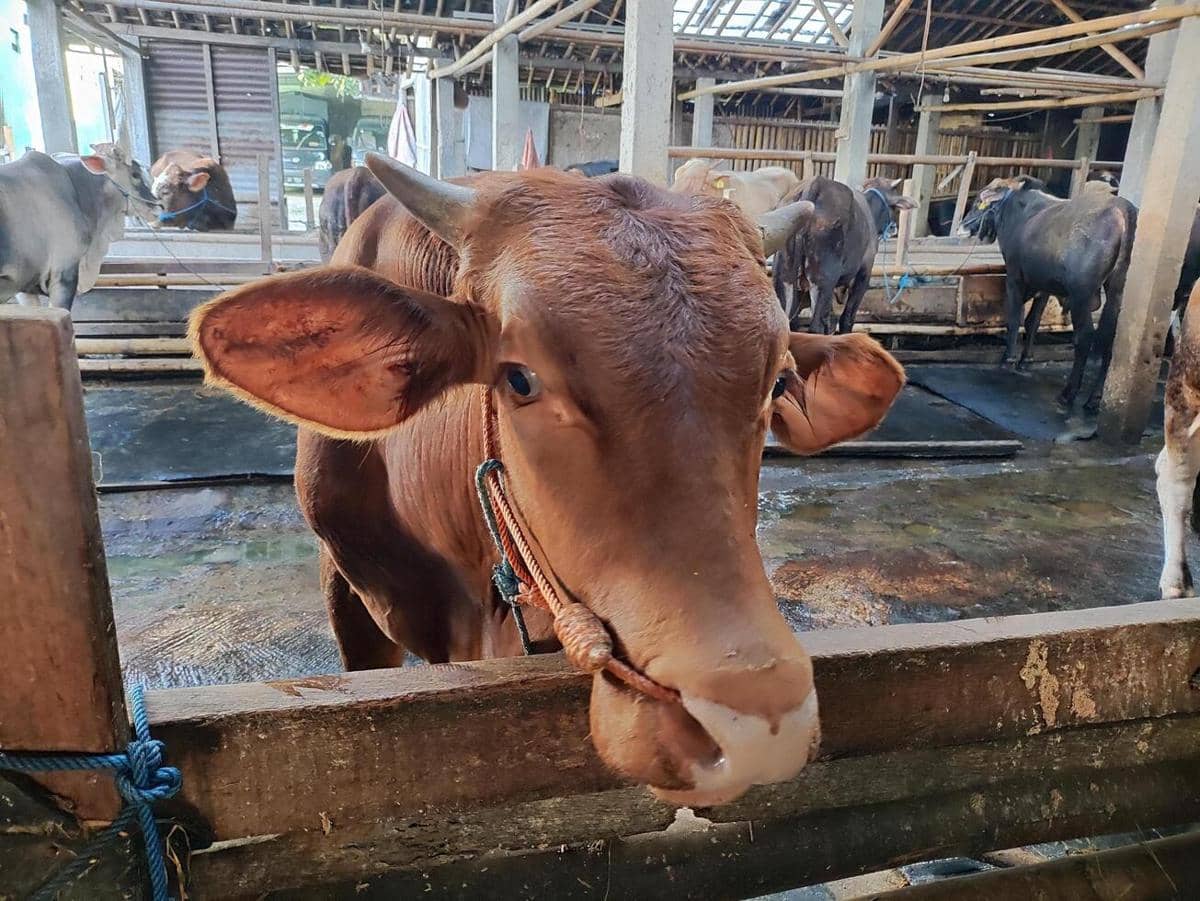 ilustrasi sapi kurban