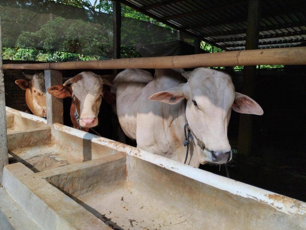 5 Alasan Orang Pilih Patungan Sapi daripada Beli Kambing Sendiri