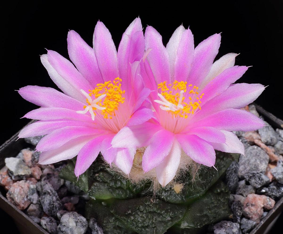 ilustrasi ariocarpus fissuratus