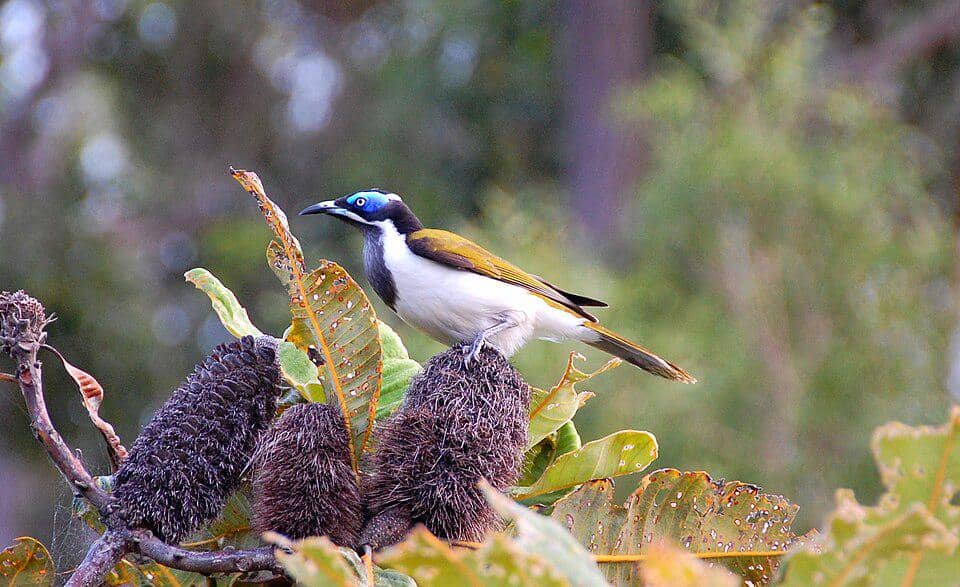 Burung madu berwajah biru