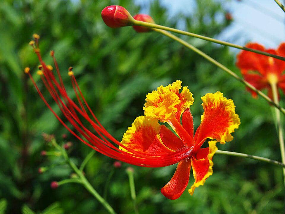 5 Fakta Unik Peacock Flower, Kembang Merak yang Disukai Kupu-Kupu