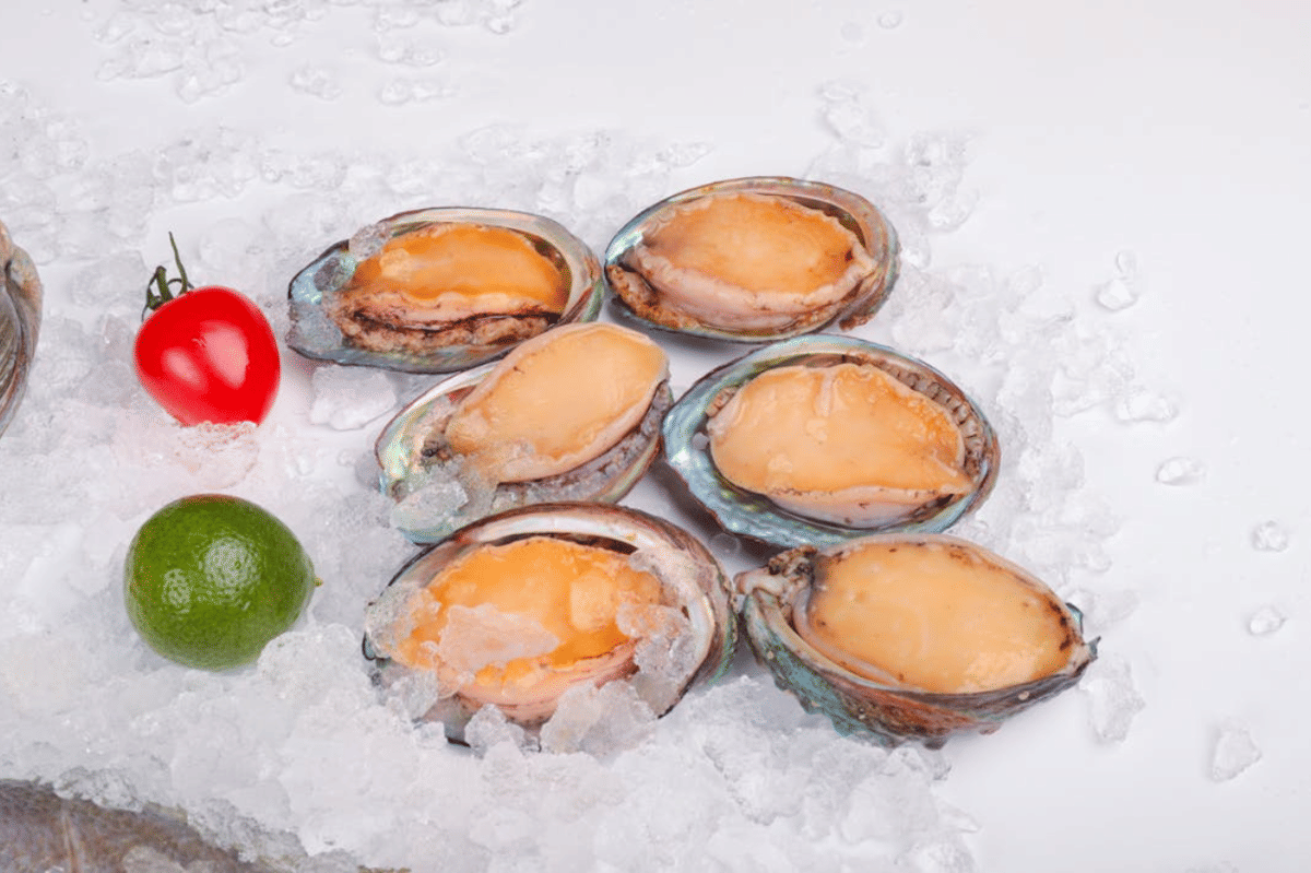 ilustrasi abalone