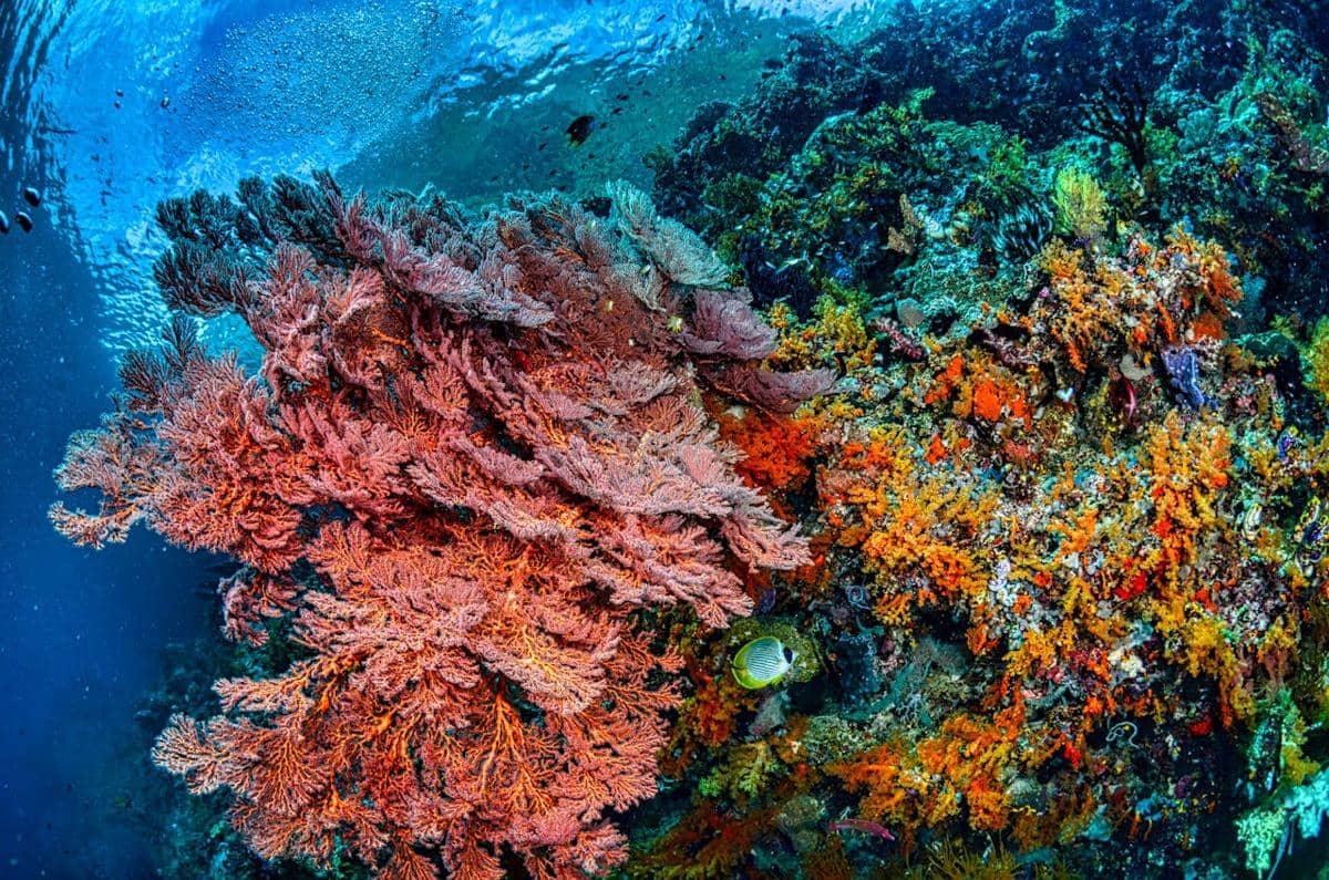 ilustrasi terumbu karang, laut di Indonesia