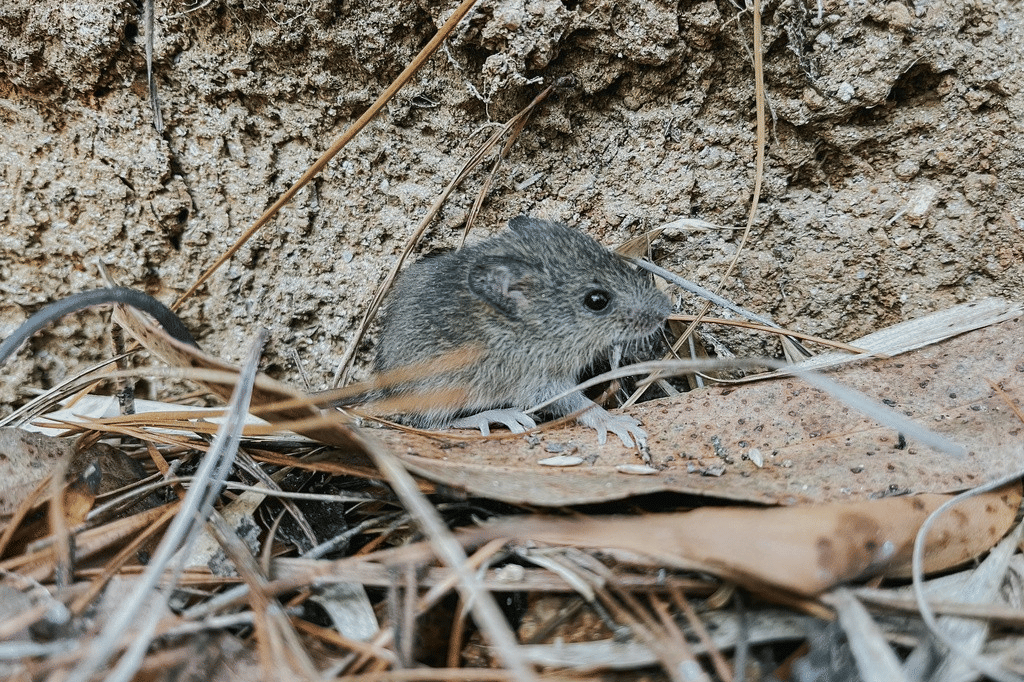 tikus padi kecil ekor panjang