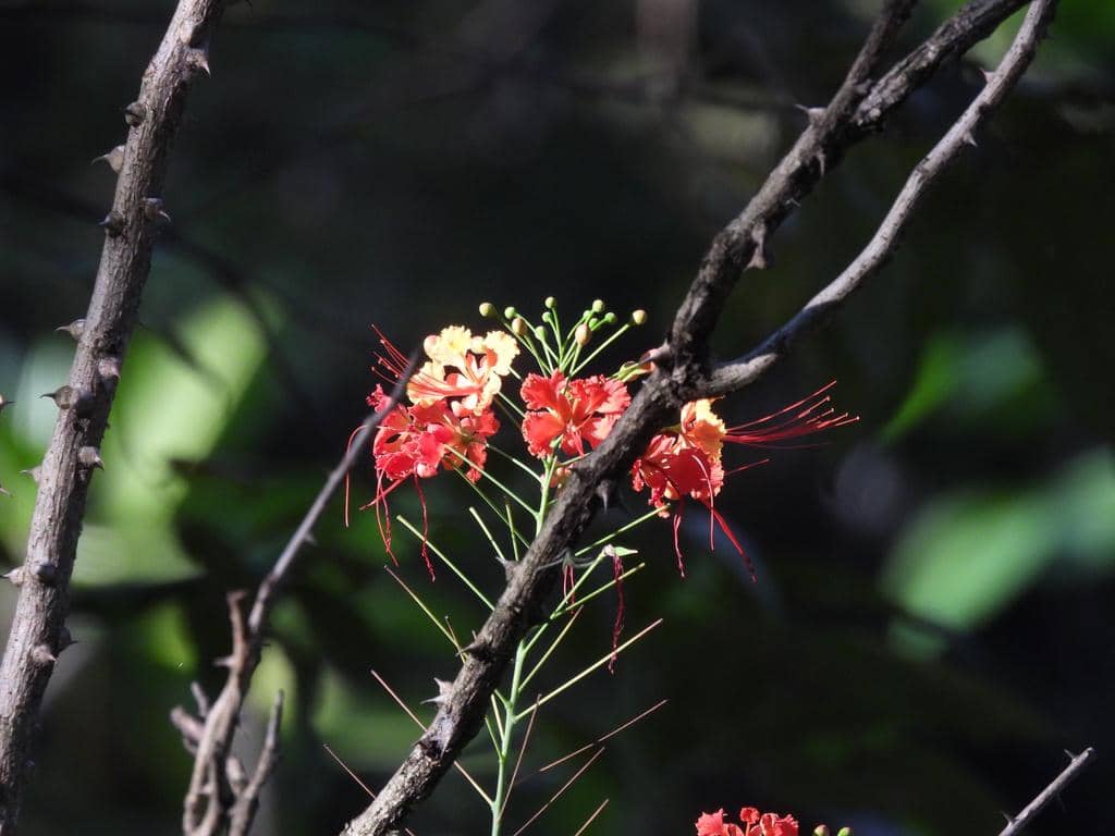 Bunga Caesalpinia pulcherrima