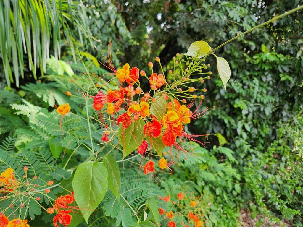 Bunga Caesalpinia pulcherrima