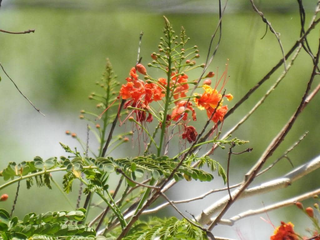 Bunga Caesalpinia pulcherrima
