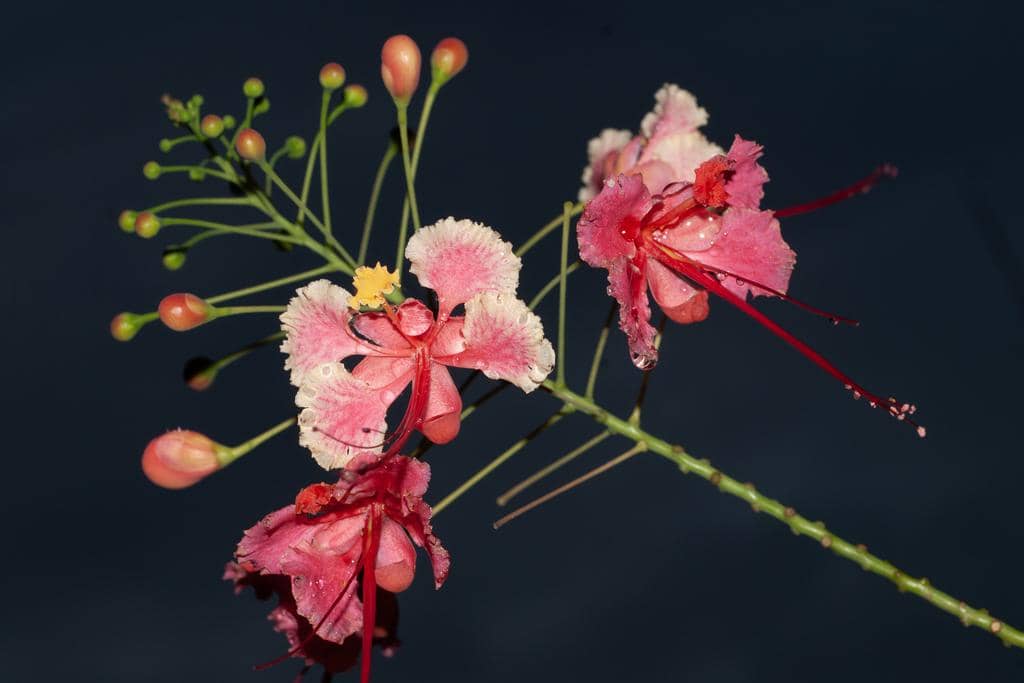 Bunga Caesalpinia pulcherrima