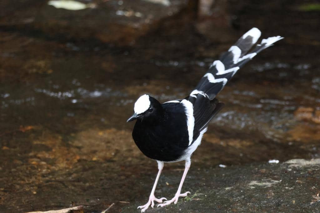 5 Fakta White Crowned Forktail, Burung Pengicau yang Aktif di Bebatuan