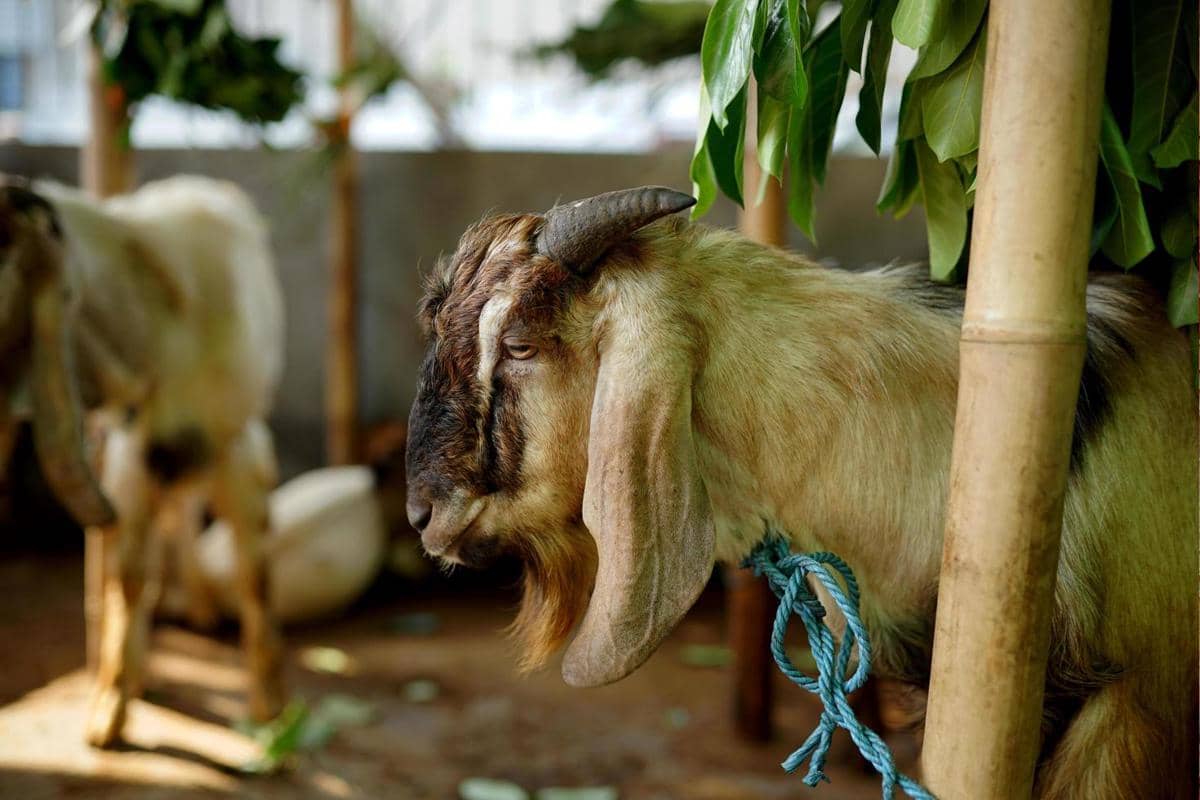ilustrasi kambing kurban