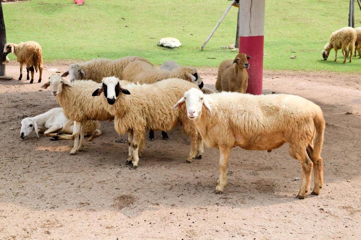 Lebih Baik Kurban Kambing atau Domba? Ini Jawabannya