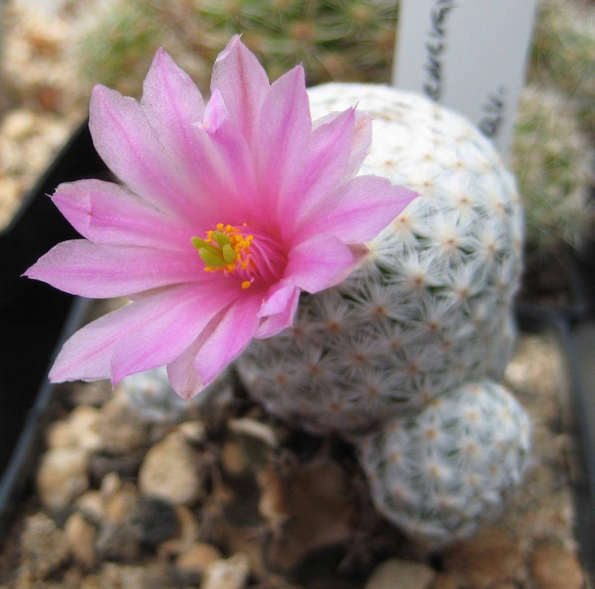 ilustrasi mammillaria herrerae