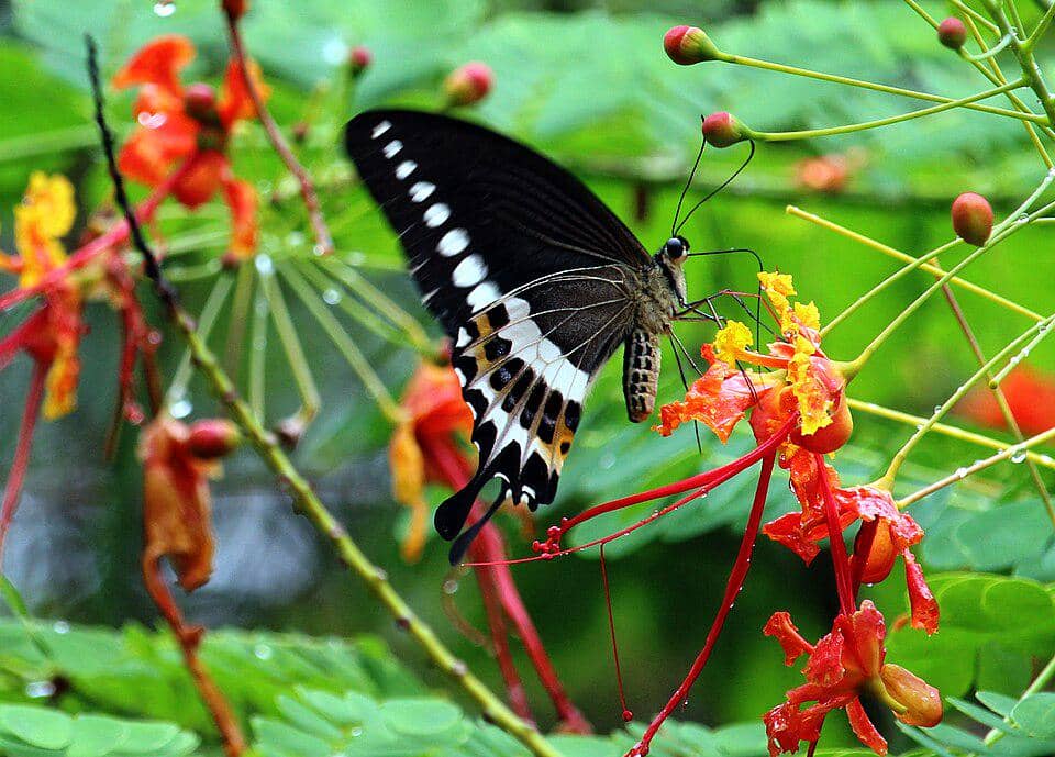 Bunga Caesalpinia pulcherrima