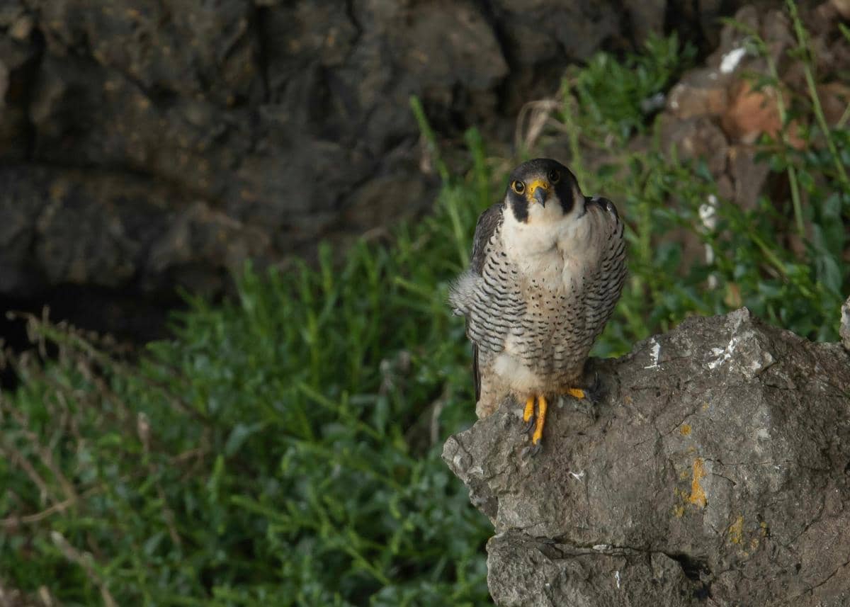 elang peregrine menjadi salah satu satwa liar yang hidup di kawasan Bohemian Paradise.