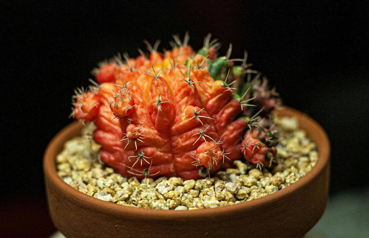 ilustrasi gymnocalycium mihanovichii variegata