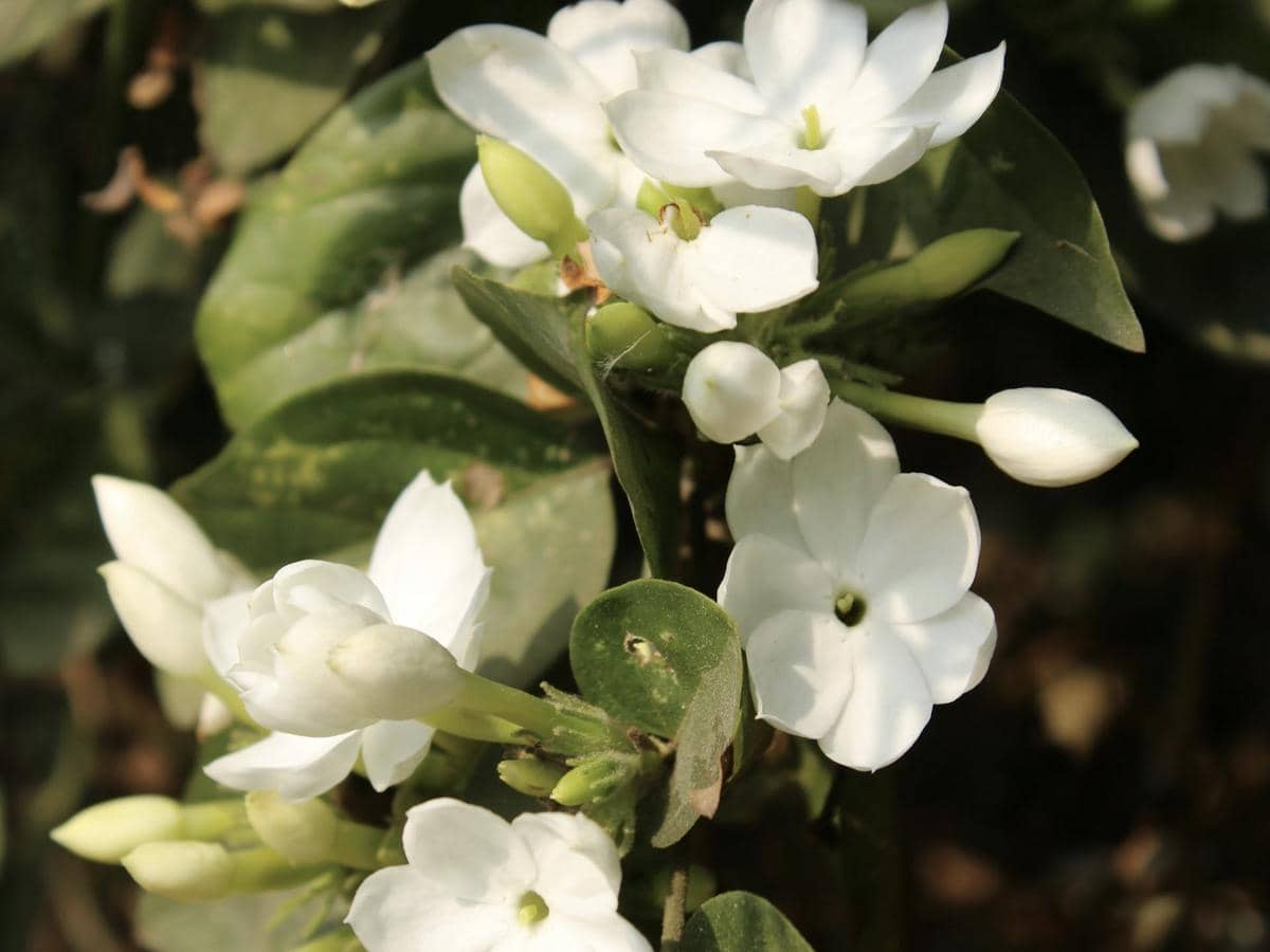 5 Tanaman Hias untuk Bahan Baku Parfum, Wanginya Memikat