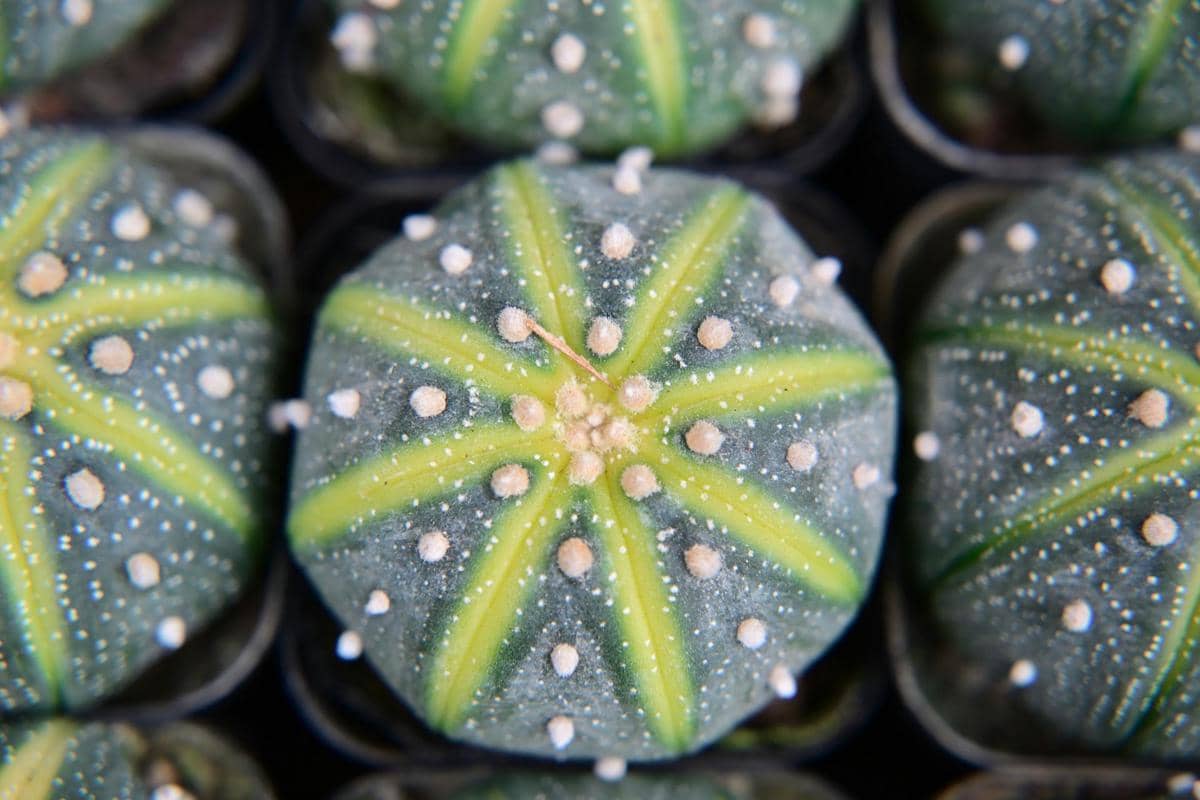 ilustrasi astrophytum asterias super kabuto