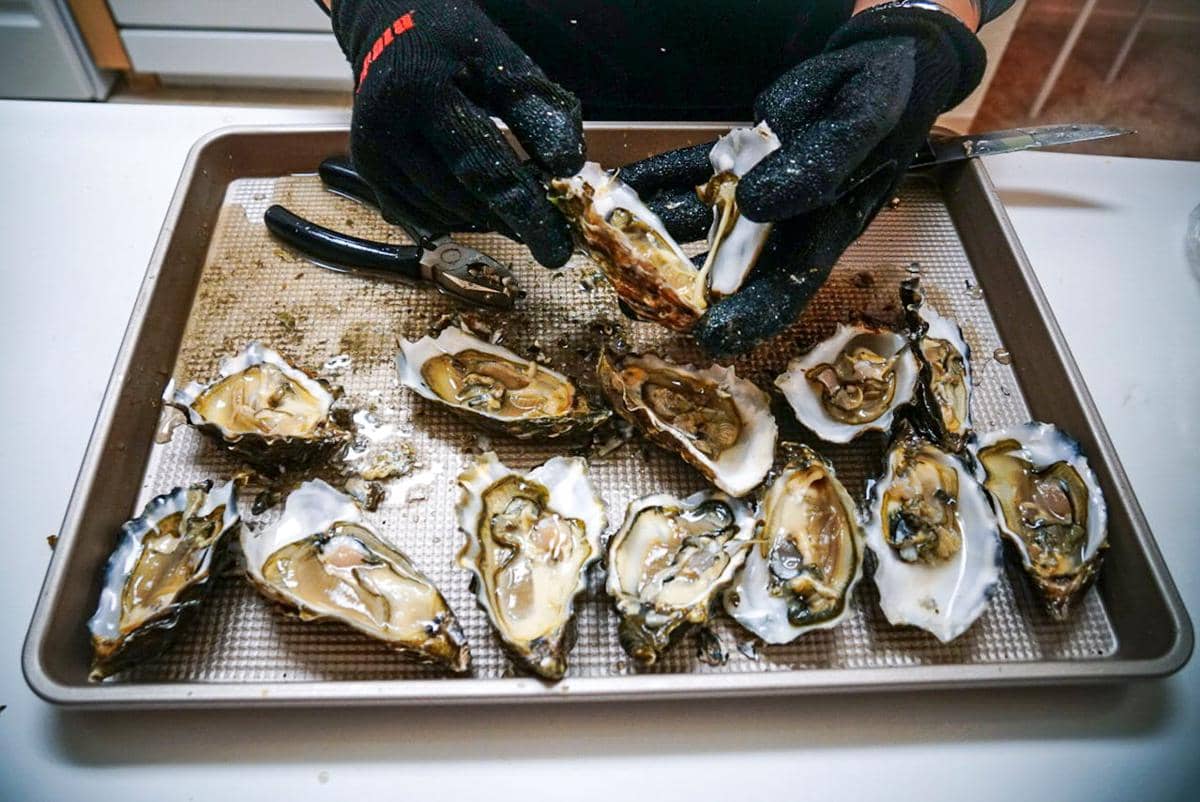 ilustrasi mengolah abalone