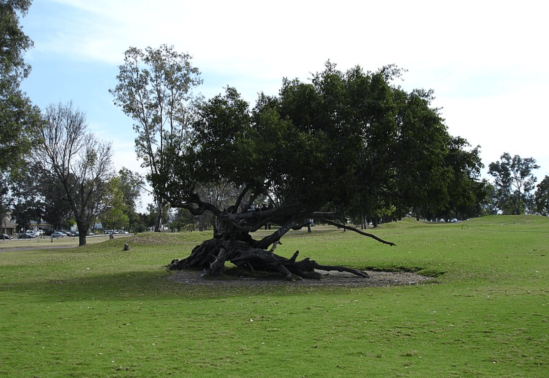 Parque Metropolitano de Guadalajara, Meksiko