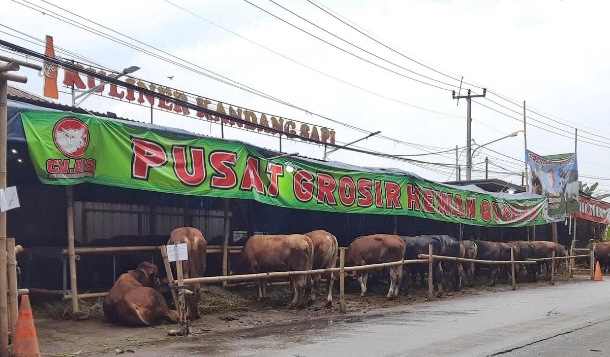 ilustrasi hewan kurban