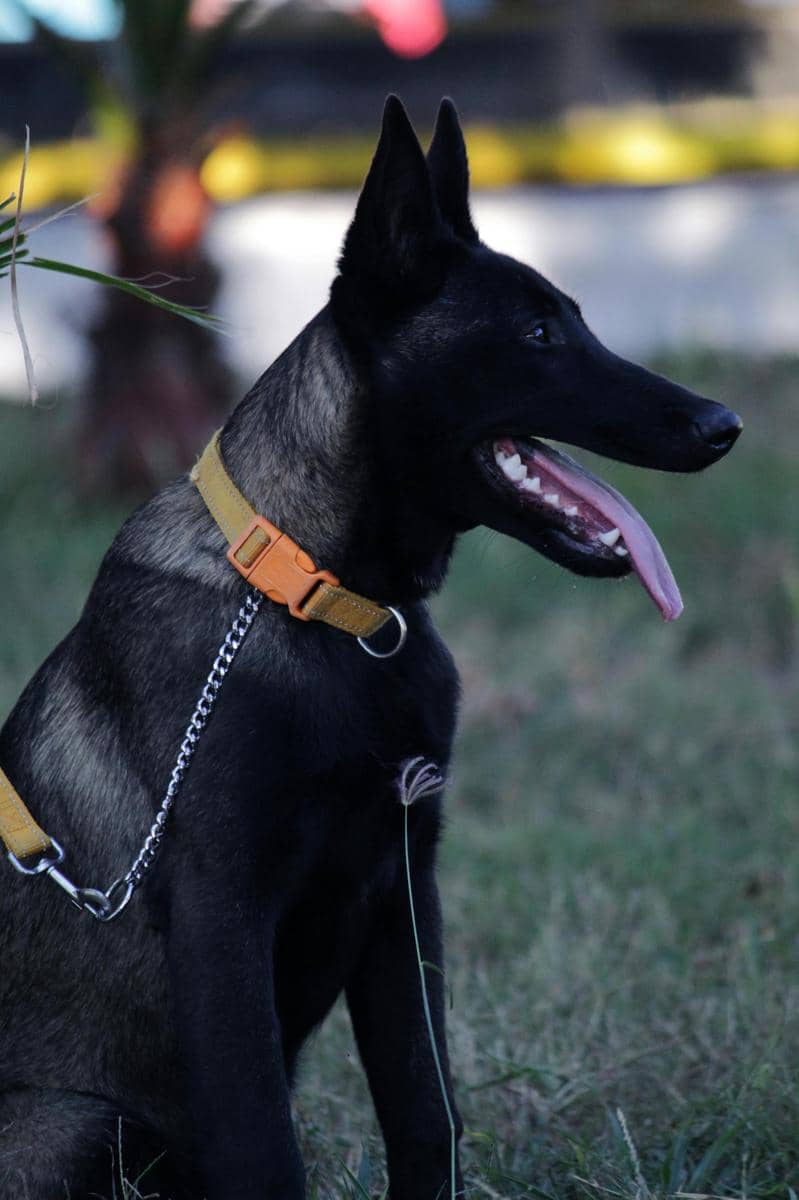 anjing belgian malinois hitam
