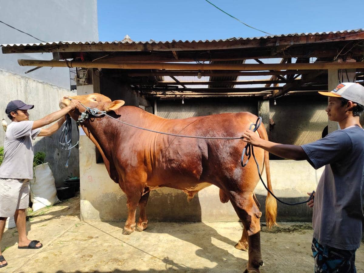 Predator, Sapi Kurban 1,17 Ton Pilihan Prabowo dari Sukabumi