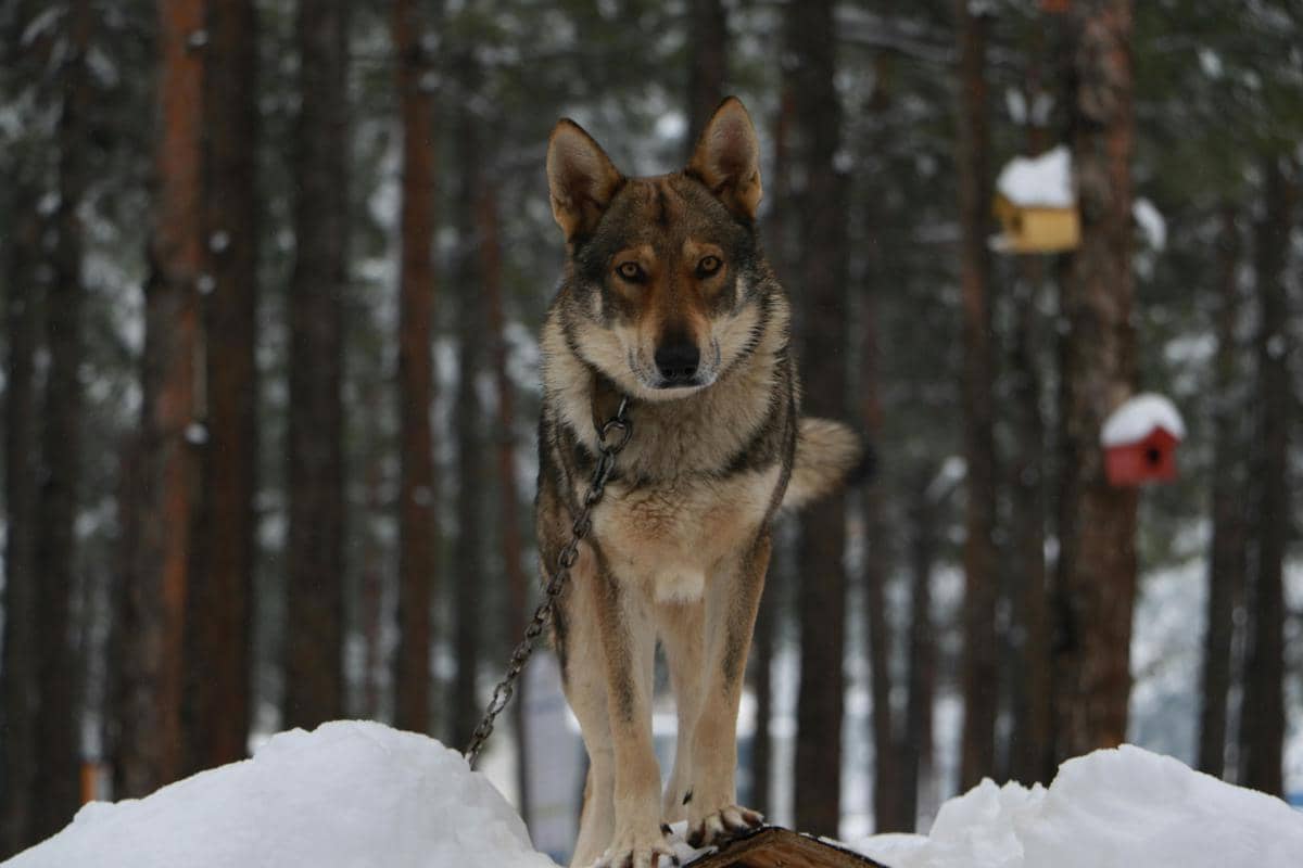 Wolf Hybrid