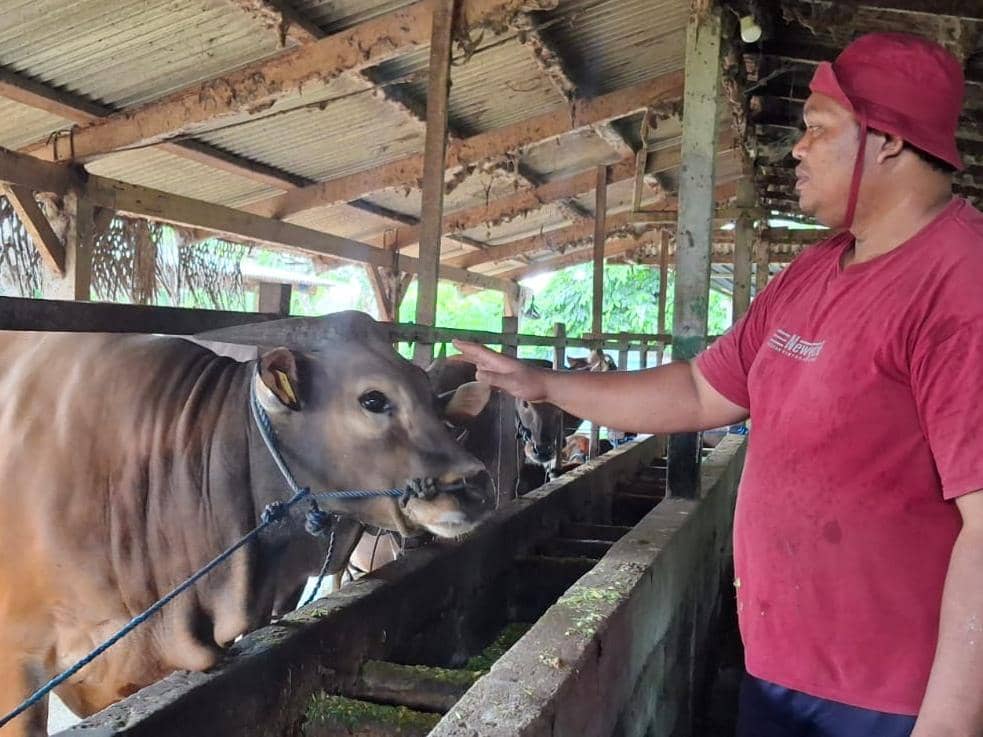 Sapi Berbobot 474 Kg di Tabanan Terpilih Jadi Hewan Kurban Presiden RI
