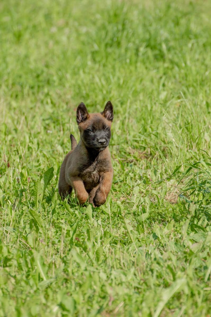 7 Fakta Seputar Anjing Belgian Malinois, Apakah Benar Seganas Itu?