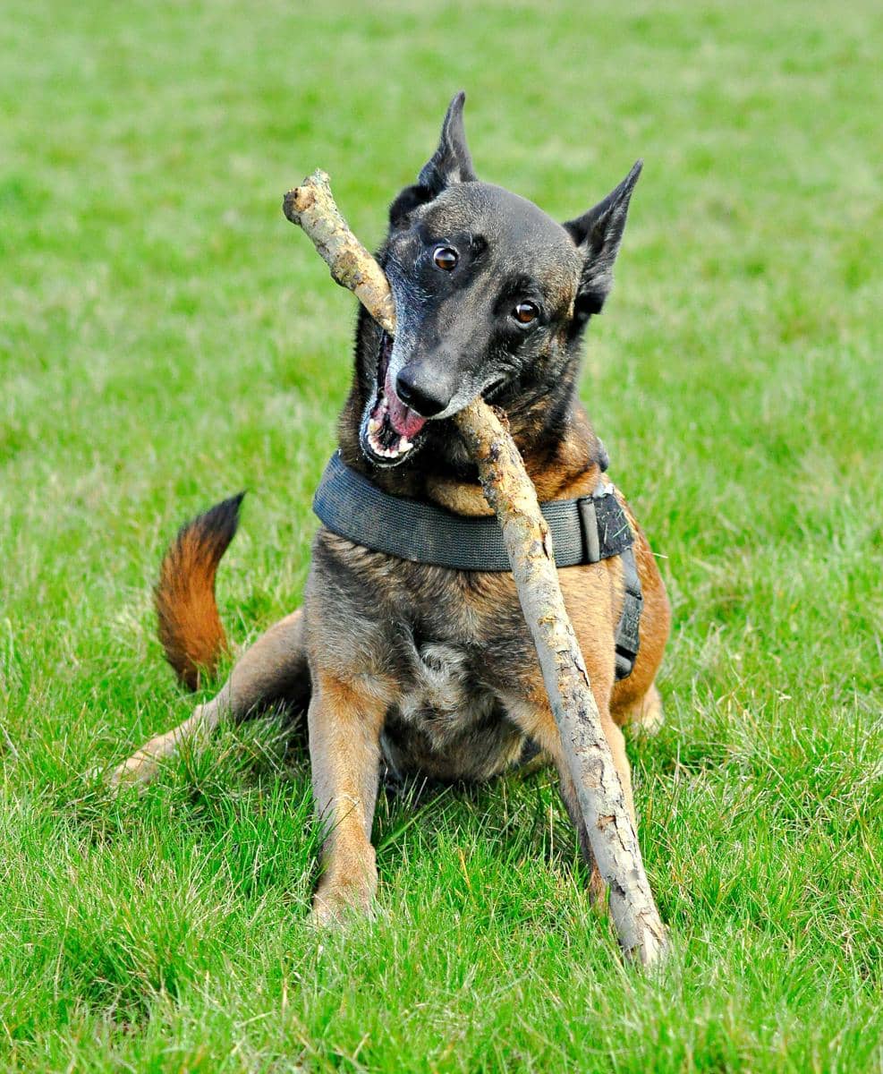 anjing belgian malinois gigit kayu