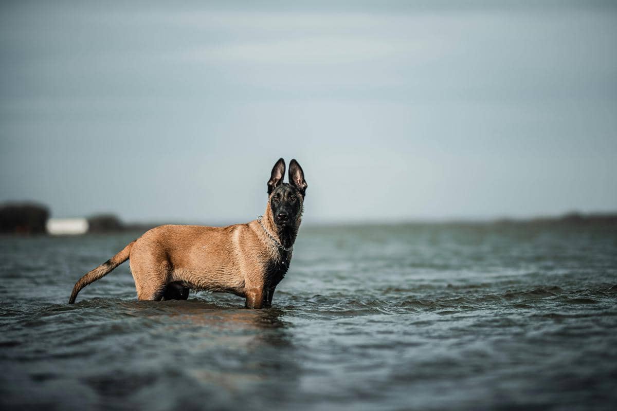 anjing belgian malinois di air